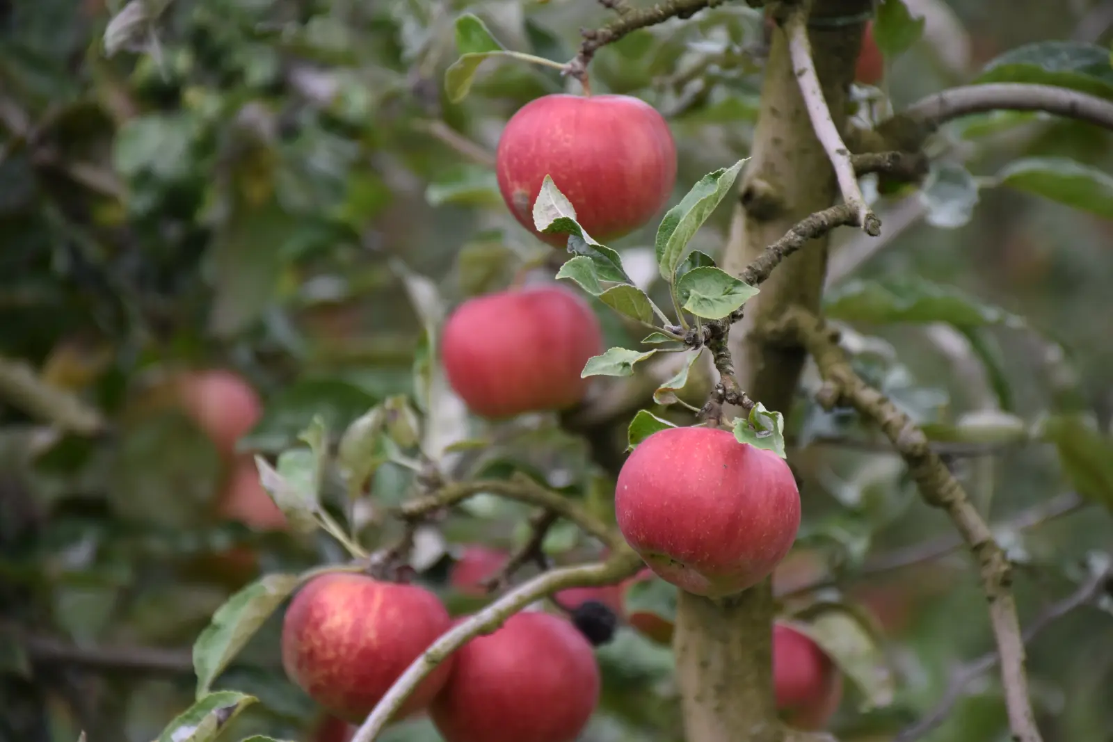 Katarina Mikec, Hemuševec, jabuke, jabuka, voćnjak (3)