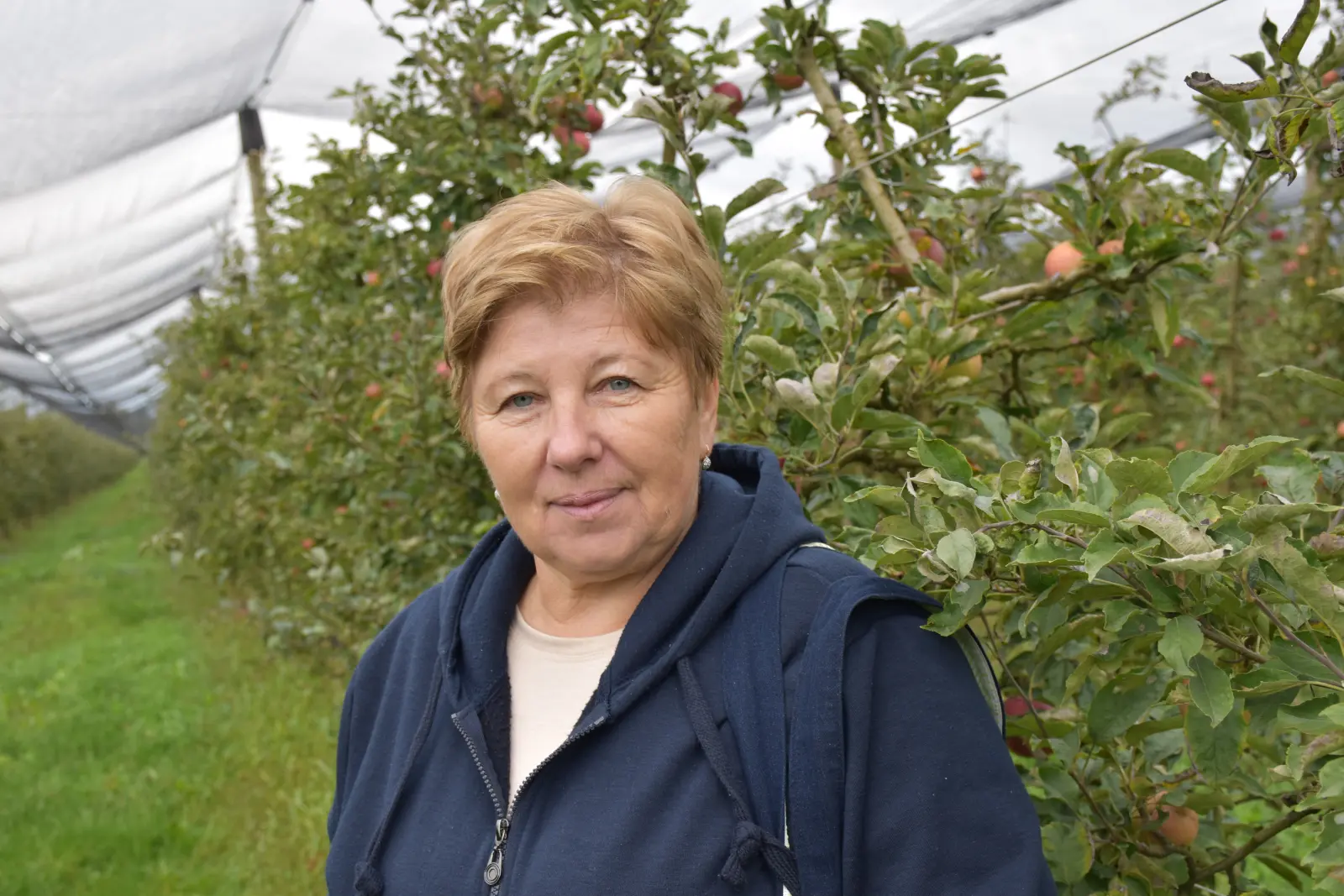 Katarina Mikec, Hemuševec, jabuke, jabuka, voćnjak (4)