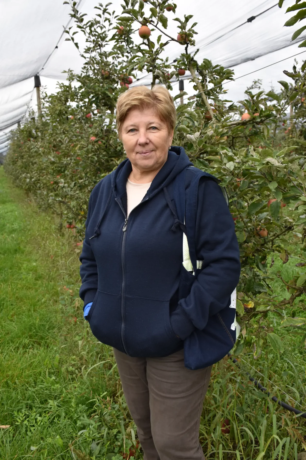 Katarina Mikec, Hemuševec, jabuke, jabuka, voćnjak (5)