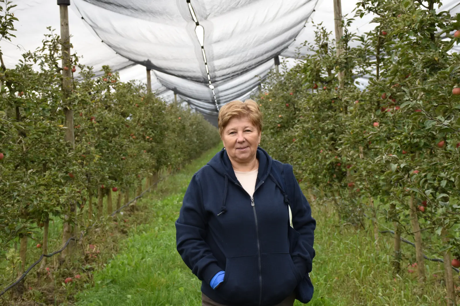 Katarina Mikec, Hemuševec, jabuke, jabuka, voćnjak (6)