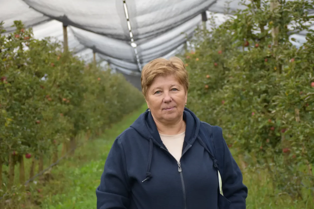 Katarina Mikec, Hemuševec, jabuke, jabuka, voćnjak (7)