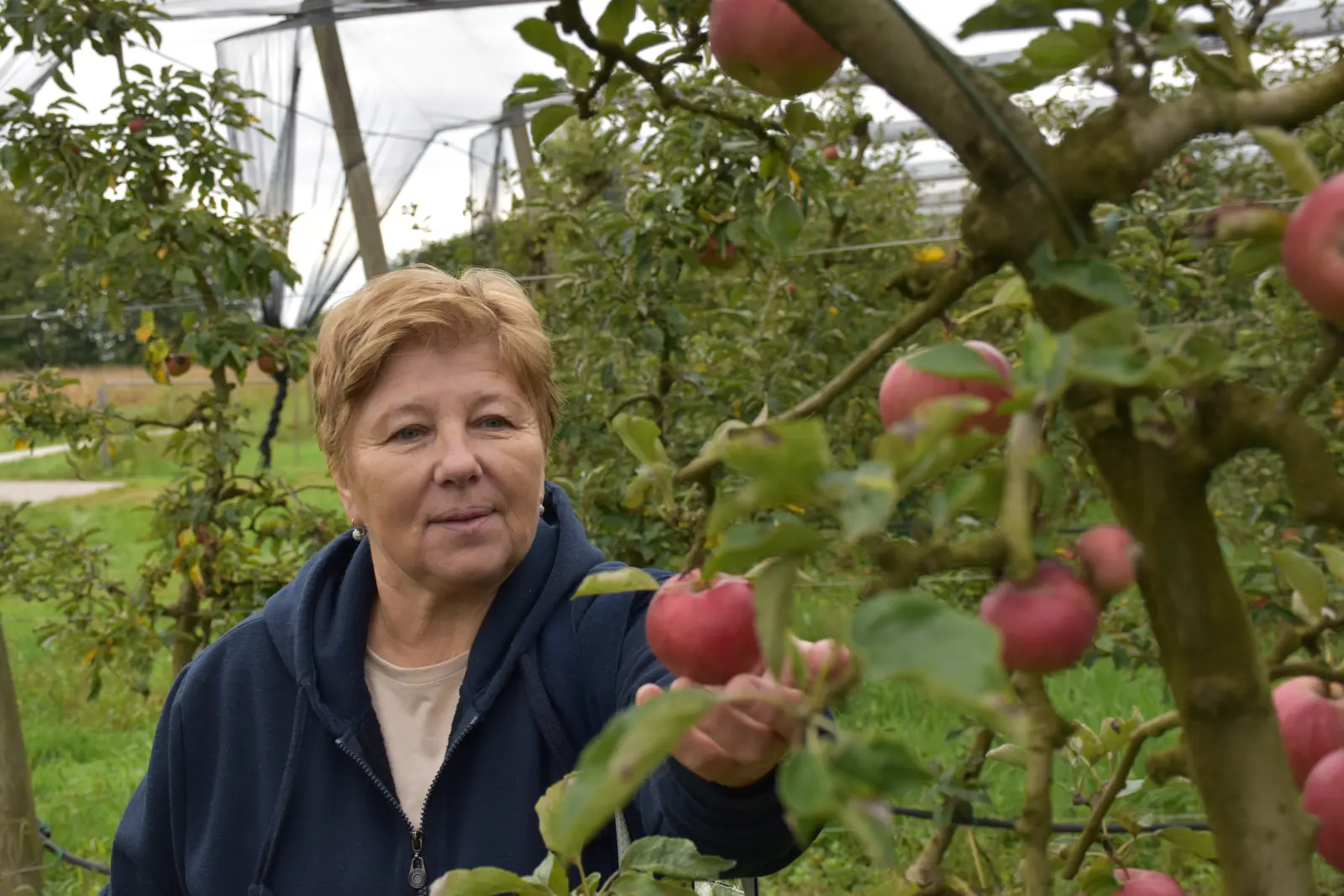 Katarina Mikec, Hemuševec, jabuke, jabuka, voćnjak (8)
