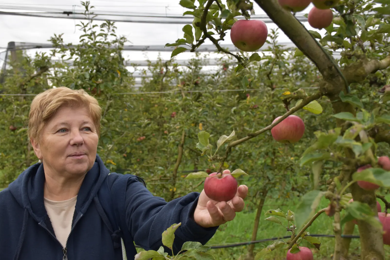 Katarina Mikec, Hemuševec, jabuke, jabuka, voćnjak (9)