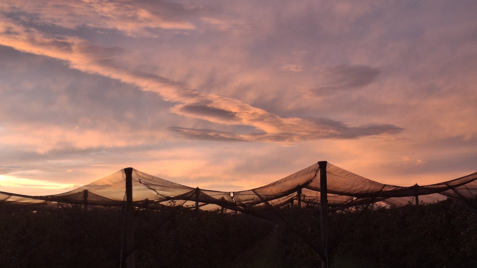 Katarina Mikec voćnjak Hemuševec