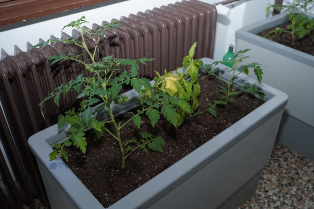 Katolička osnovna škola svetog Josipa Čakovec (42)