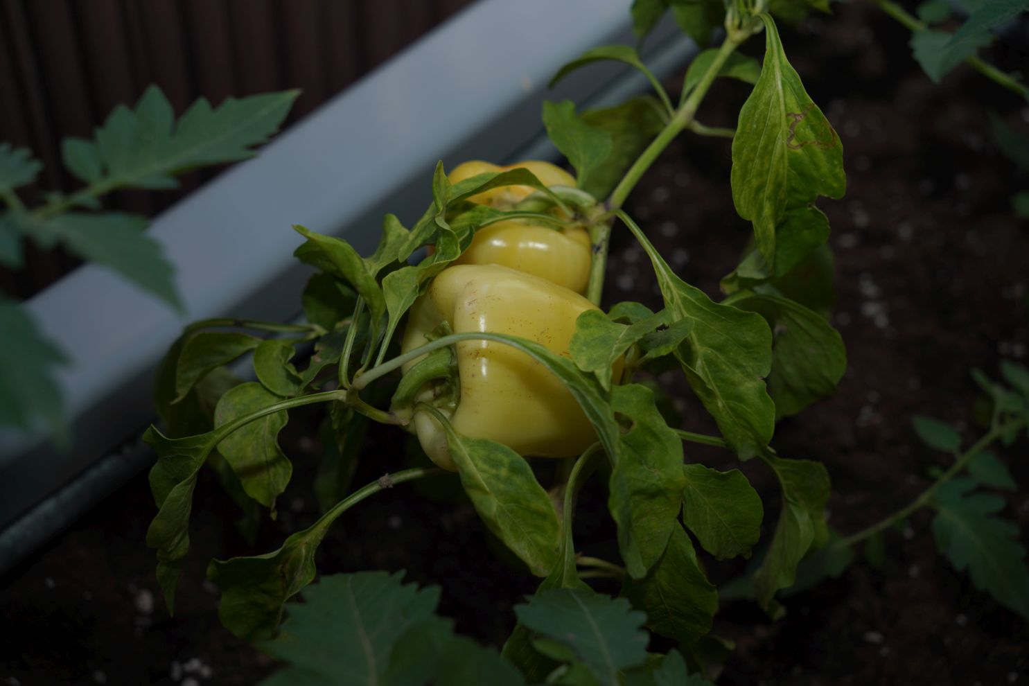 Katolička osnovna škola svetog Josipa Čakovec