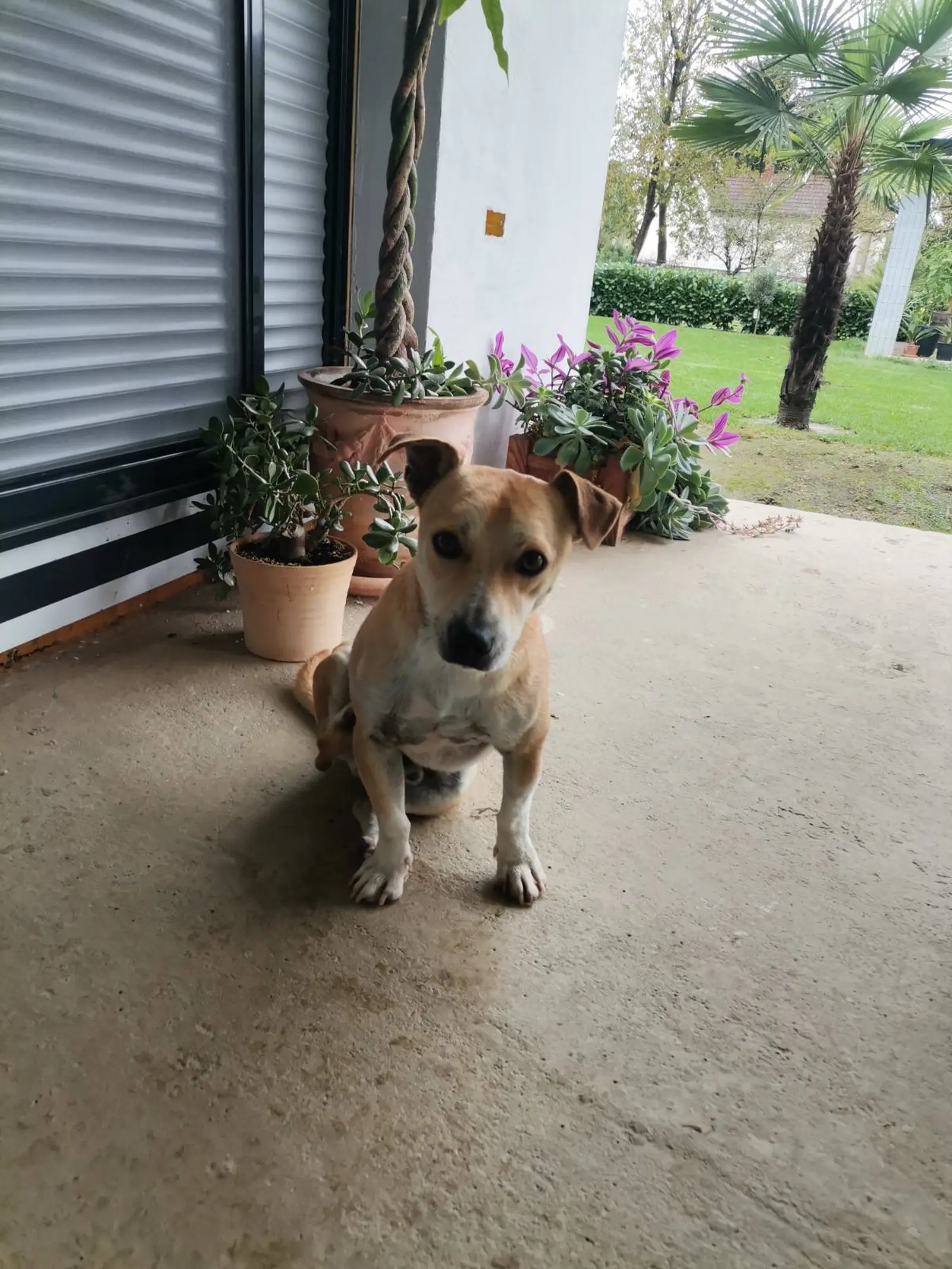 Klausi, Azil (3) Klausi, Azil (3)