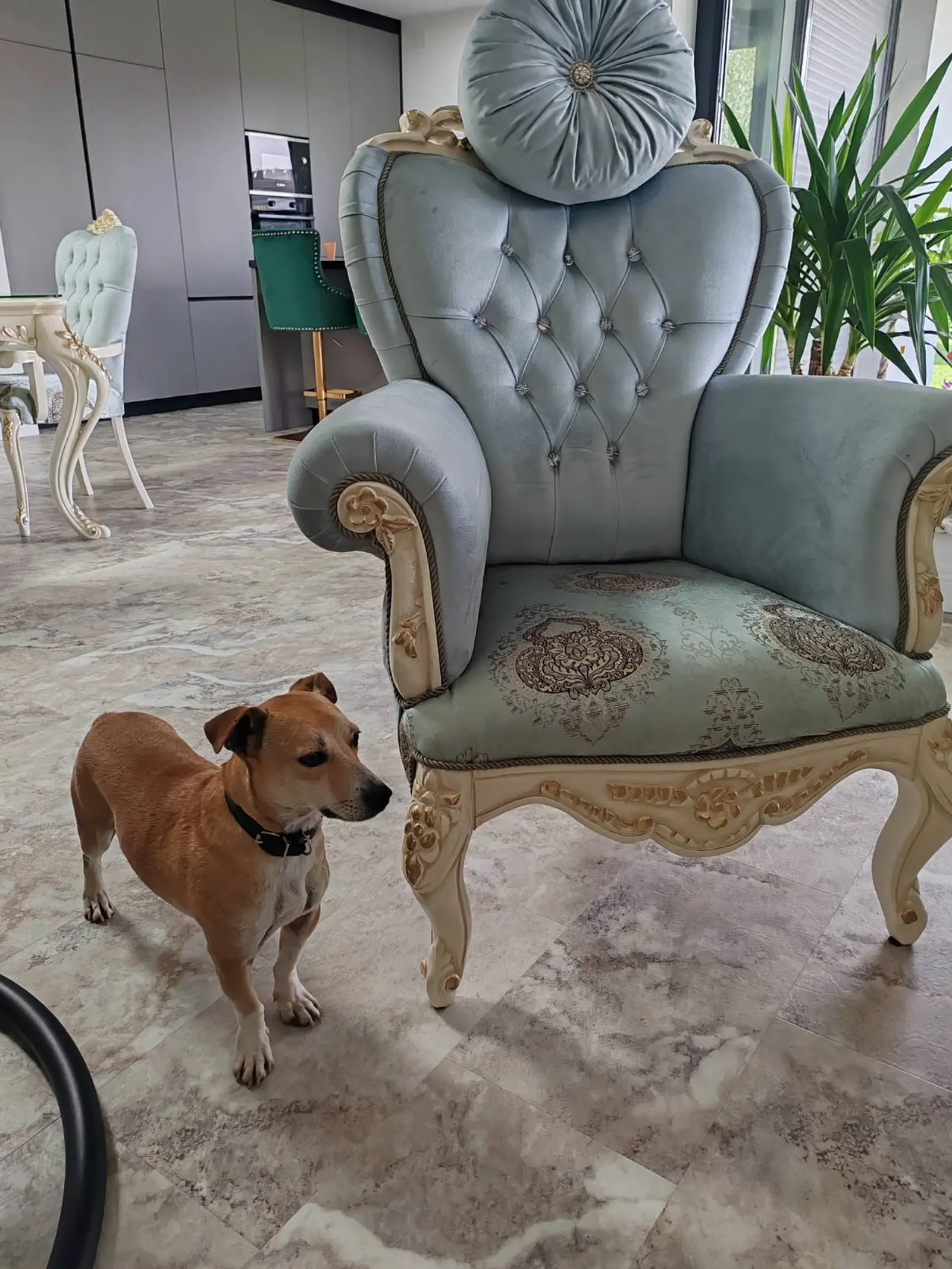 Klausi, Azil (5) Klausi, Azil (5)