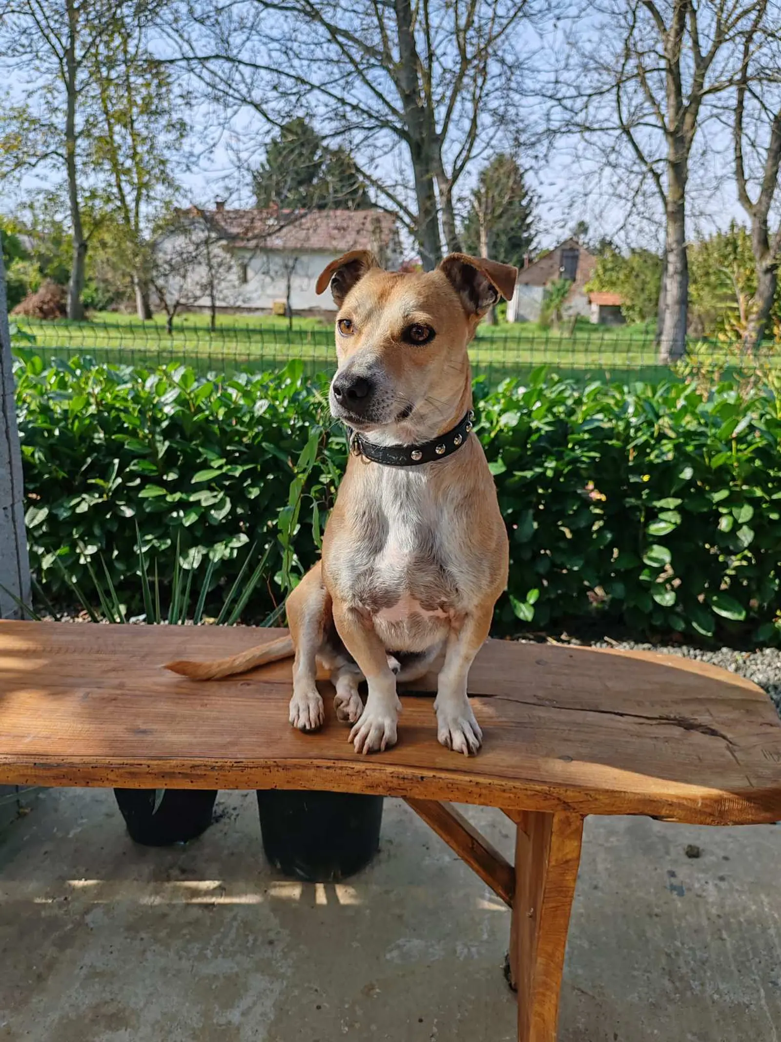 Klausi, Azil (6) Klausi, Azil (6)