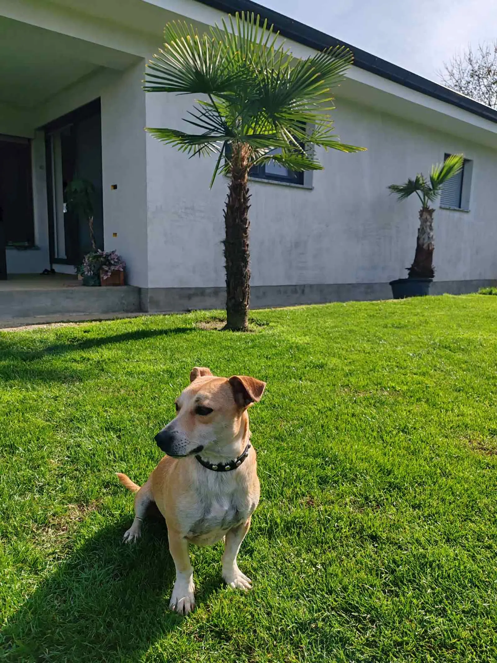 Klausi, Azil (8) Klausi, Azil (8)