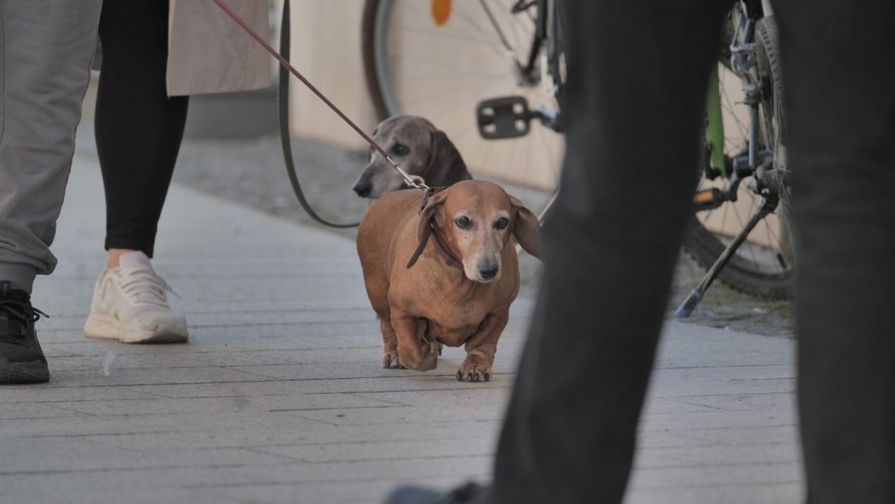 Klikom po Čakovcu 13.3 (14)