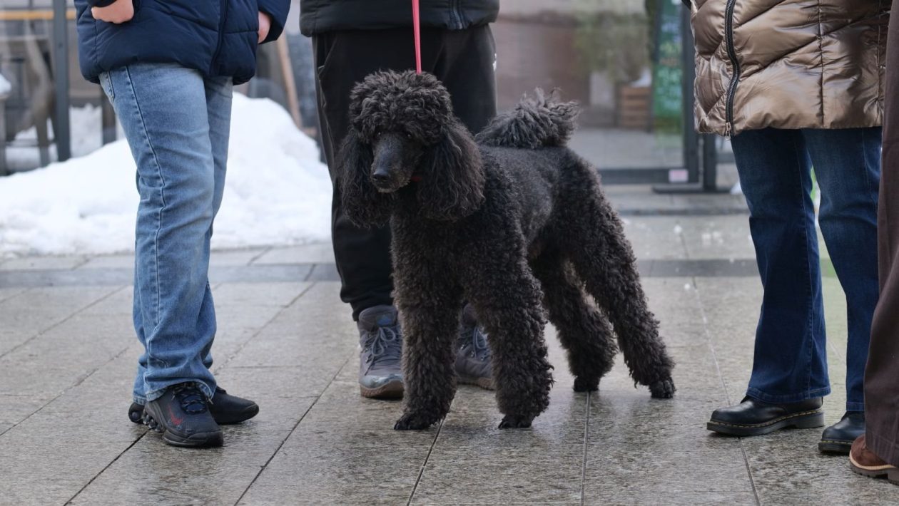 Klikom po Čakovcu 24.1 (25)