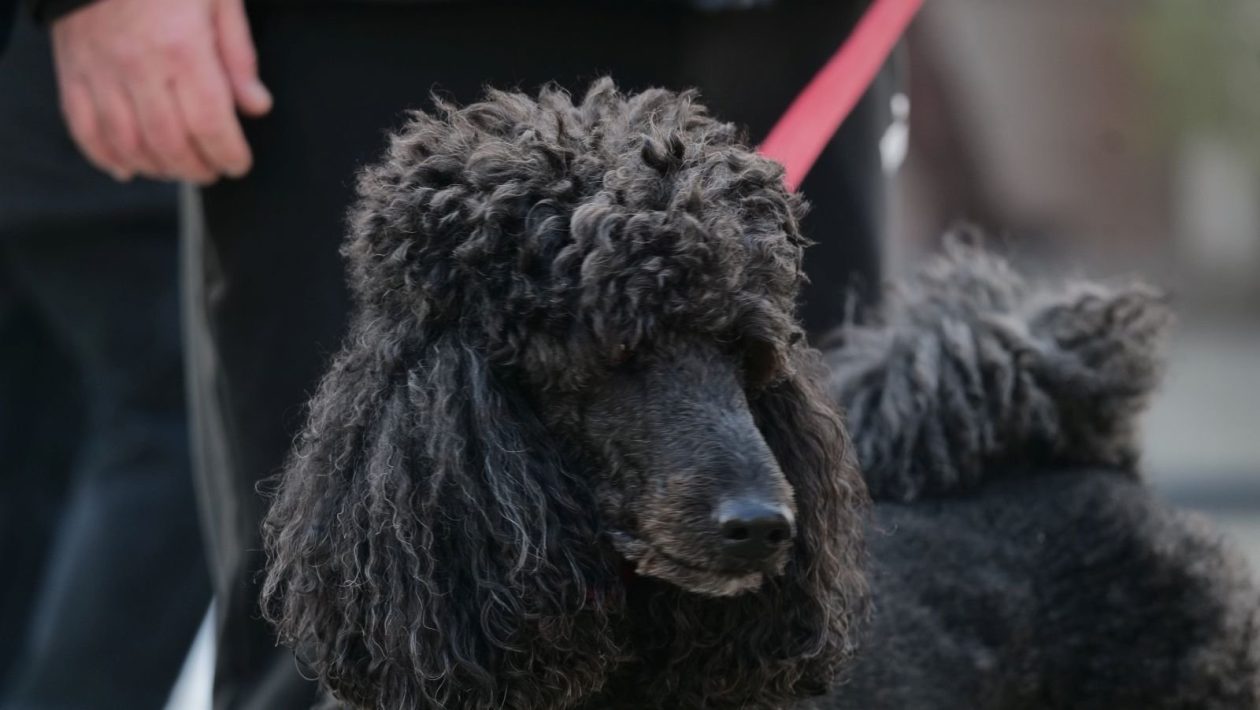 Klikom po Čakovcu 24.1 (26)