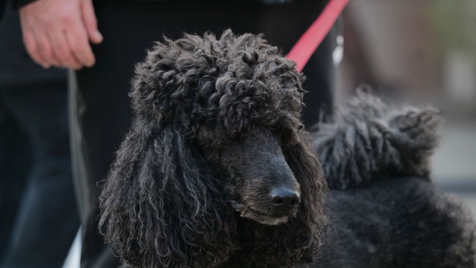 Klikom po Čakovcu 24.1 (26)