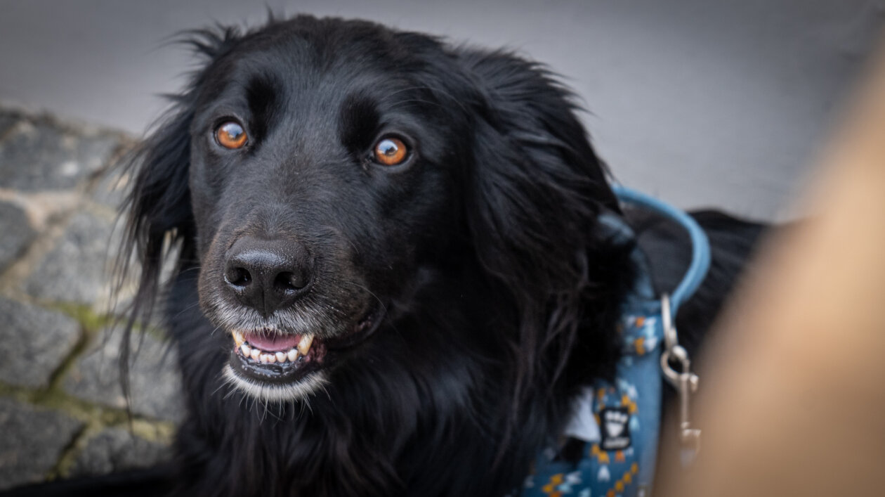 Klikom po Čakovcu 5.4.2025 (19) Klikom po Čakovcu 5.4.2025 (19)