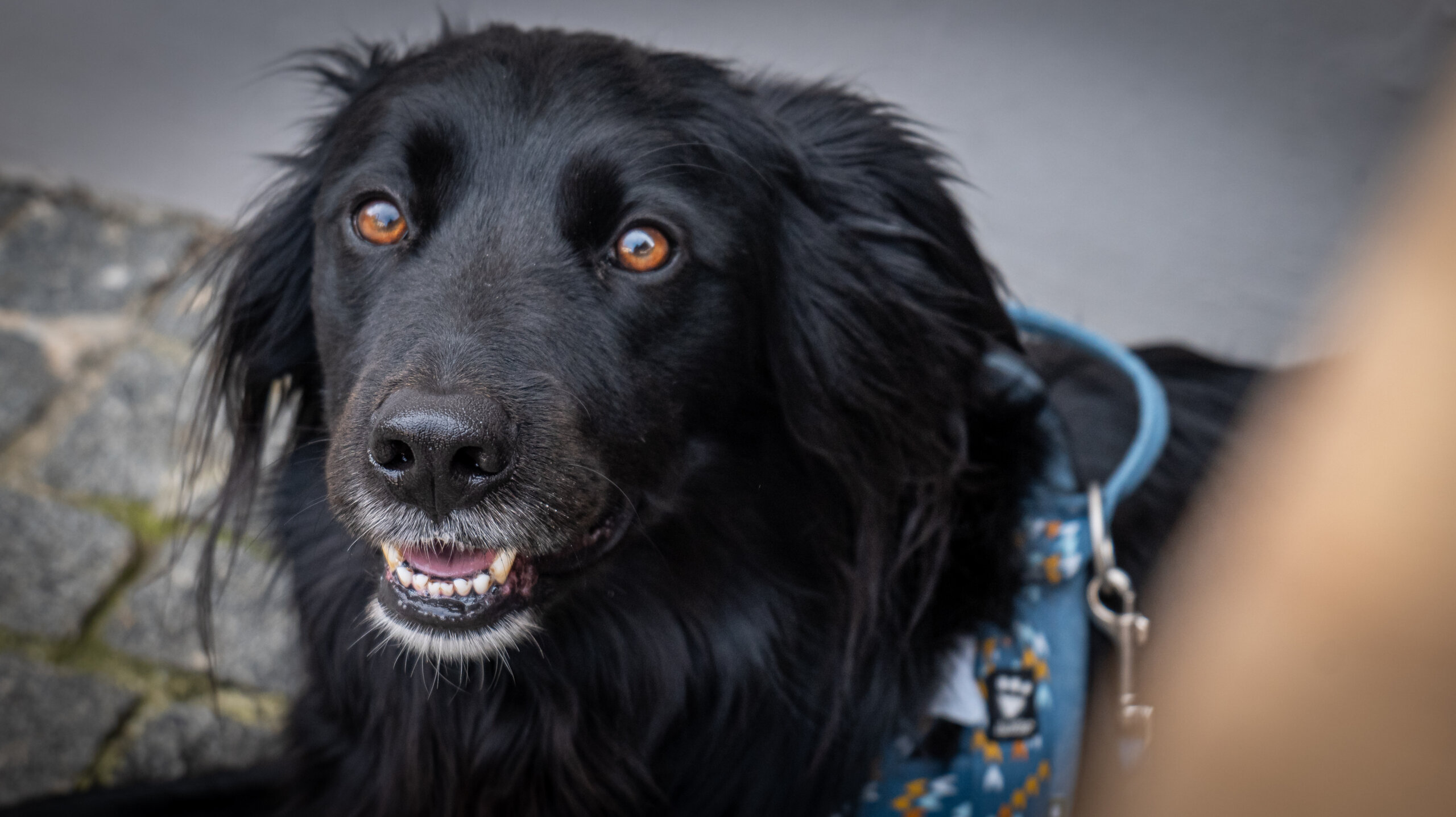 Klikom po Čakovcu 5.4.2025 (19) Klikom po Čakovcu 5.4.2025 (19)