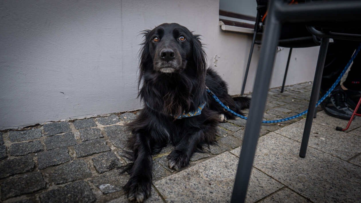 Klikom po Čakovcu 5.4.2025 (20) Klikom po Čakovcu 5.4.2025 (20)