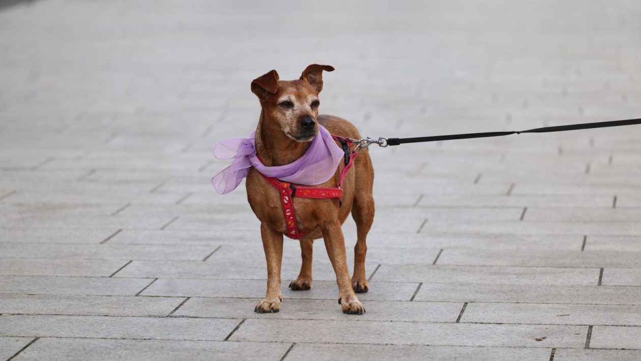 Klikom po Čakovcu 7.3. 2026 (14)