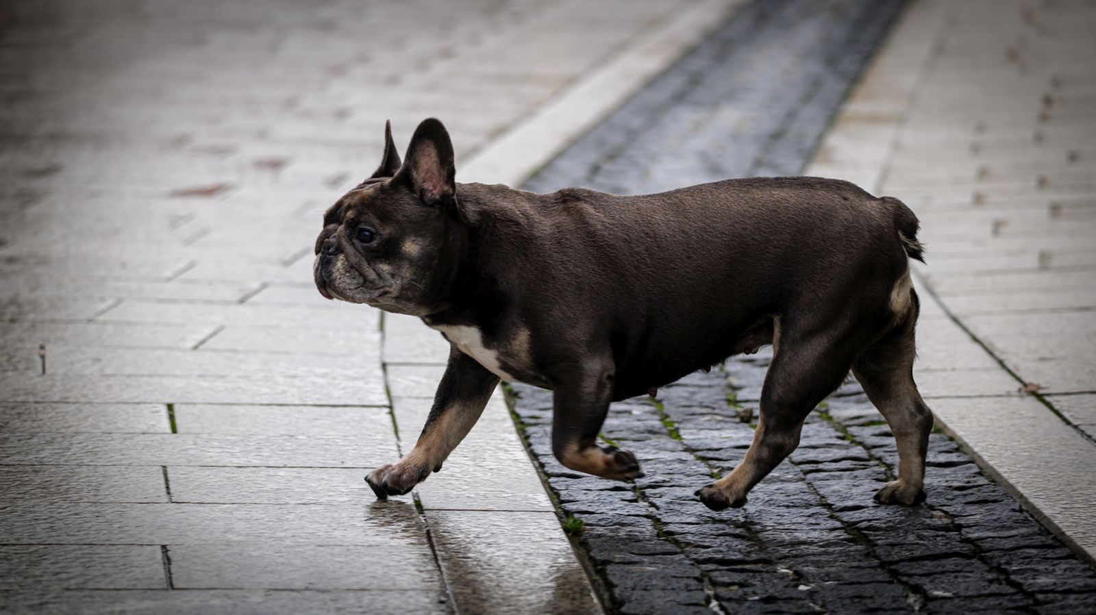 Klikom po Čakovcu 8.11 (3)