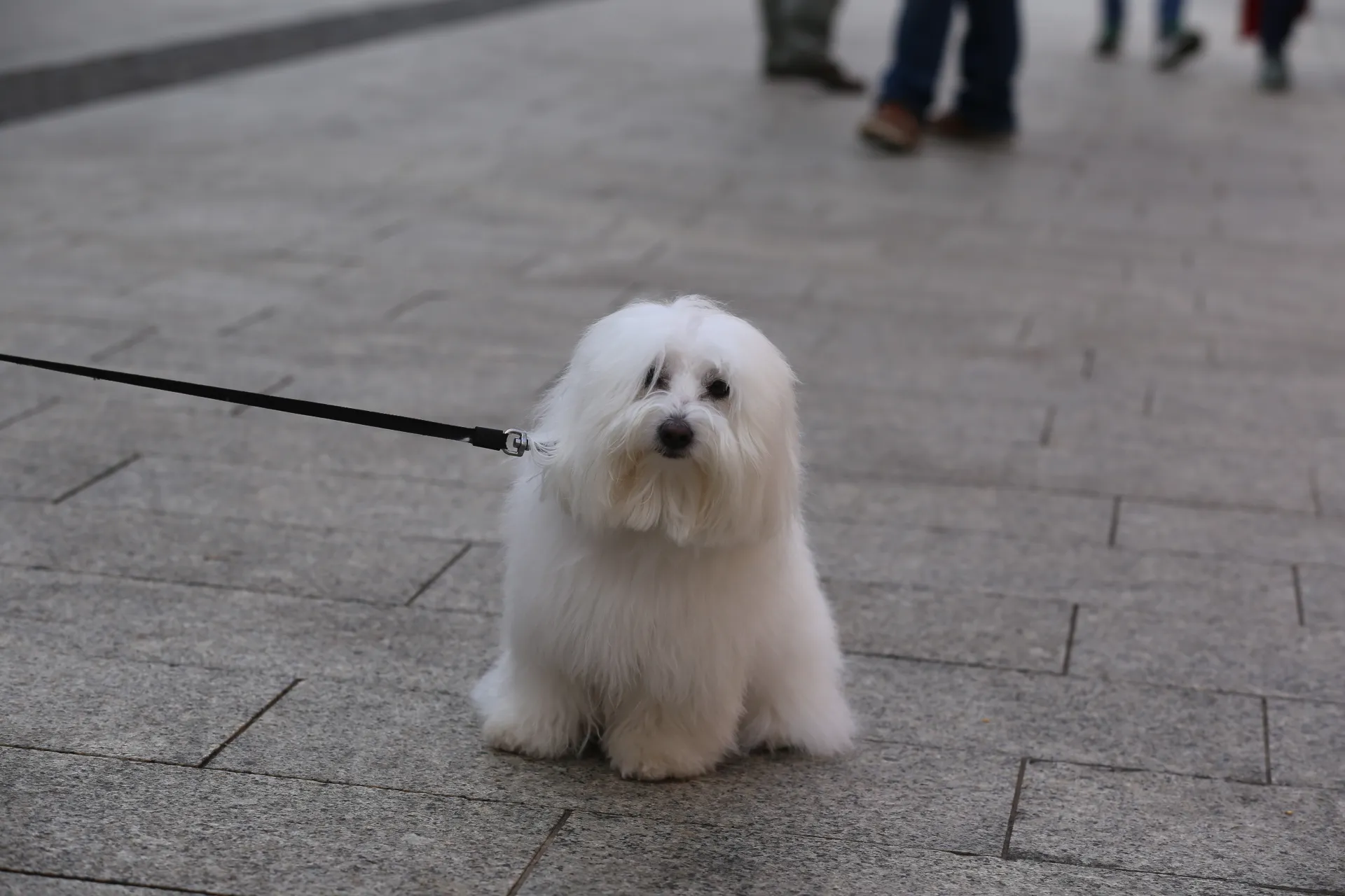 Klikom po Čakovcu, subota, 10.2.2024. (36)