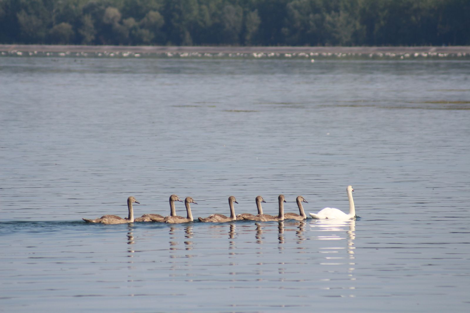 Klikom po Marini 1008 13