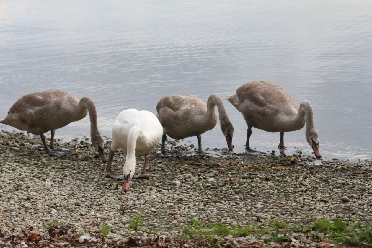 Klikom po Marini 12.10 (7)