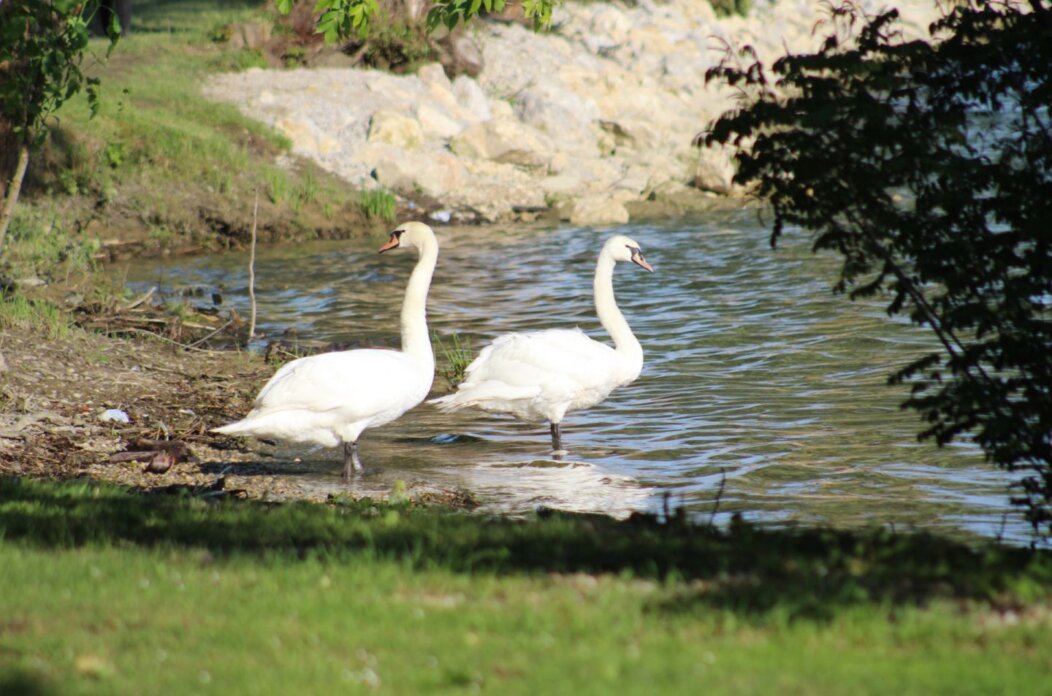 Klikom po Marini 18.6 (6) Klikom po Marini 18.6 (6)