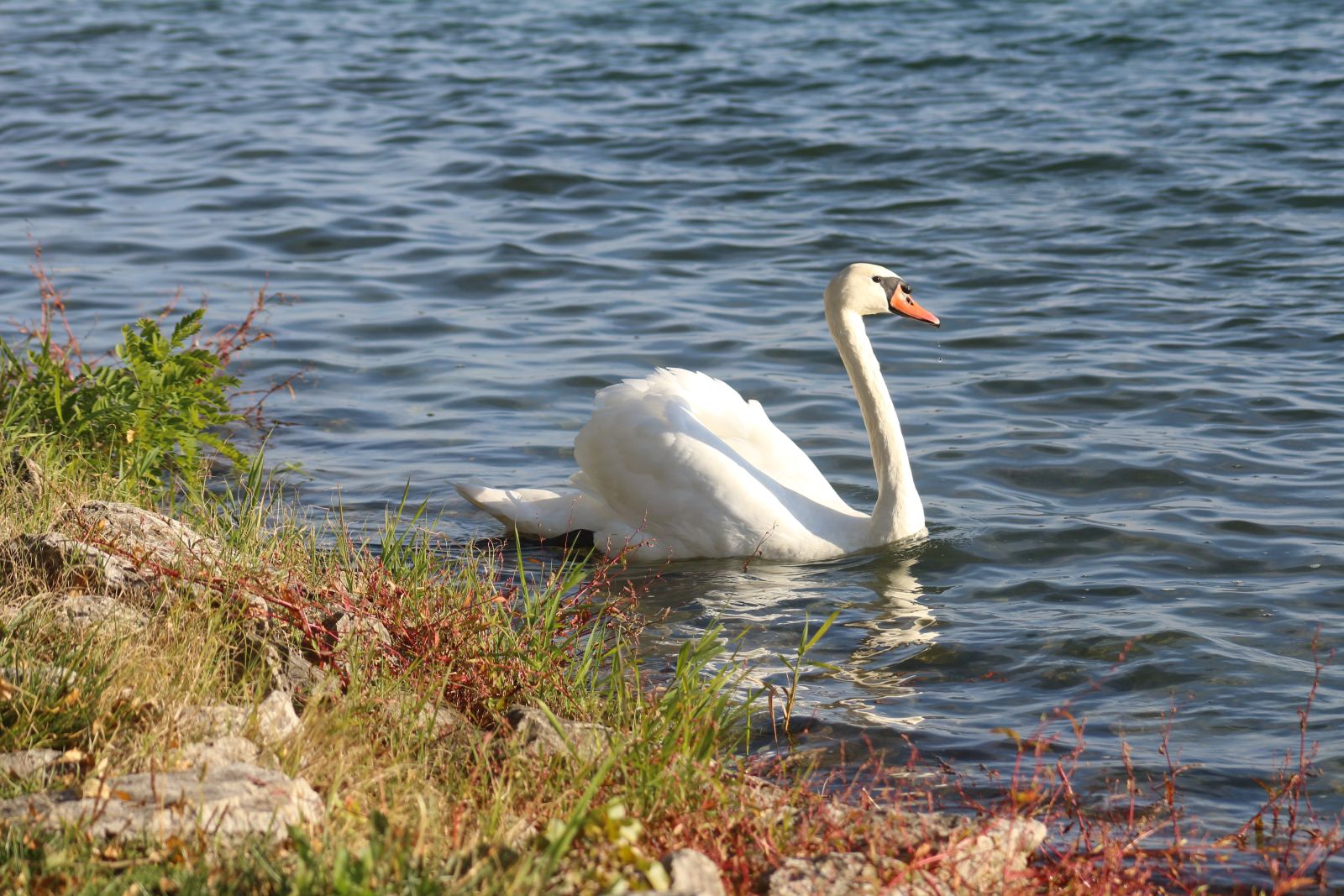 Klikom po Marini 1910 17