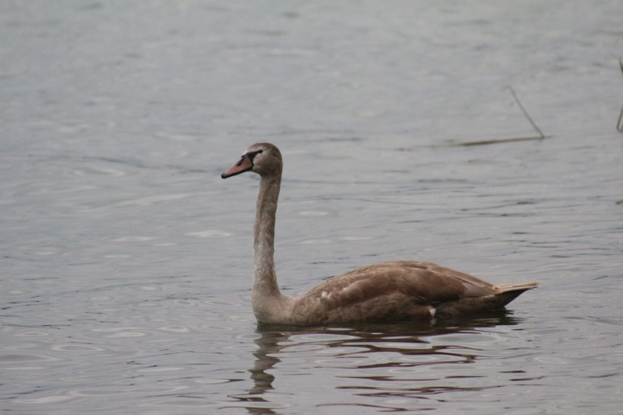 Klikom po Marini, 26.10 (17) labud