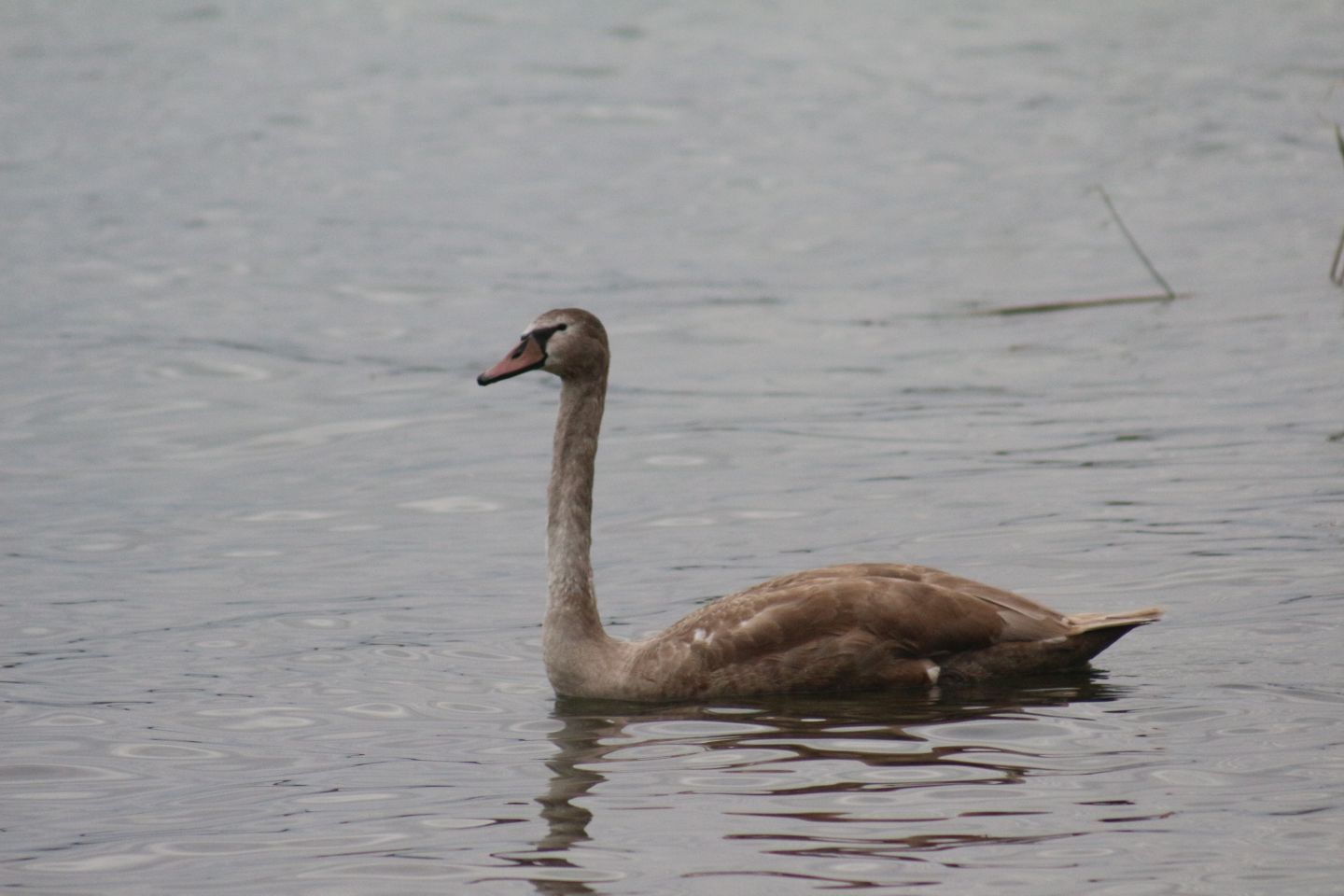 Klikom po Marini, 26.10 (17) labud Klikom po Marini, 26.10 (17) labud