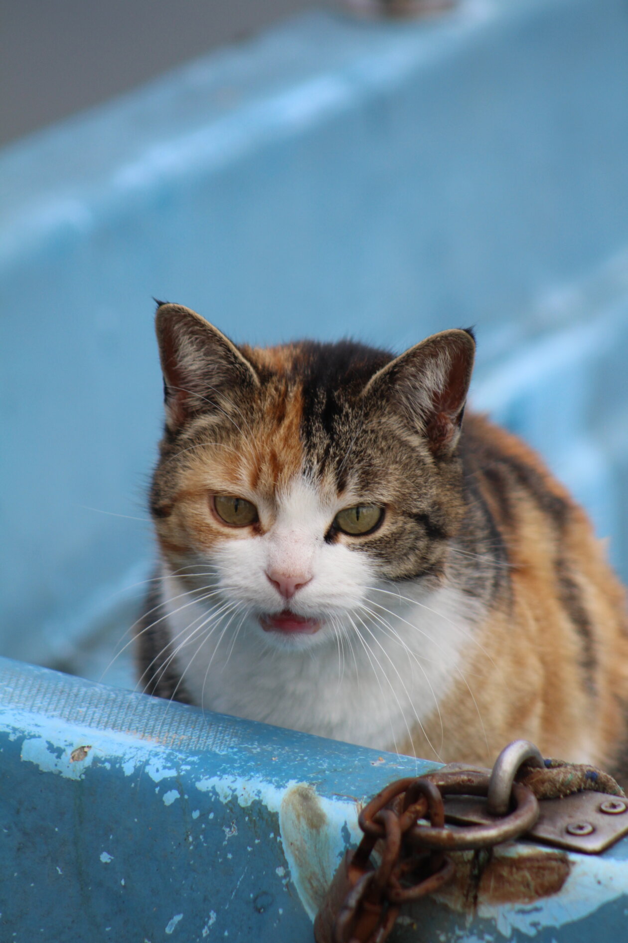 Klikom po Marini 30.3.2025 (37)