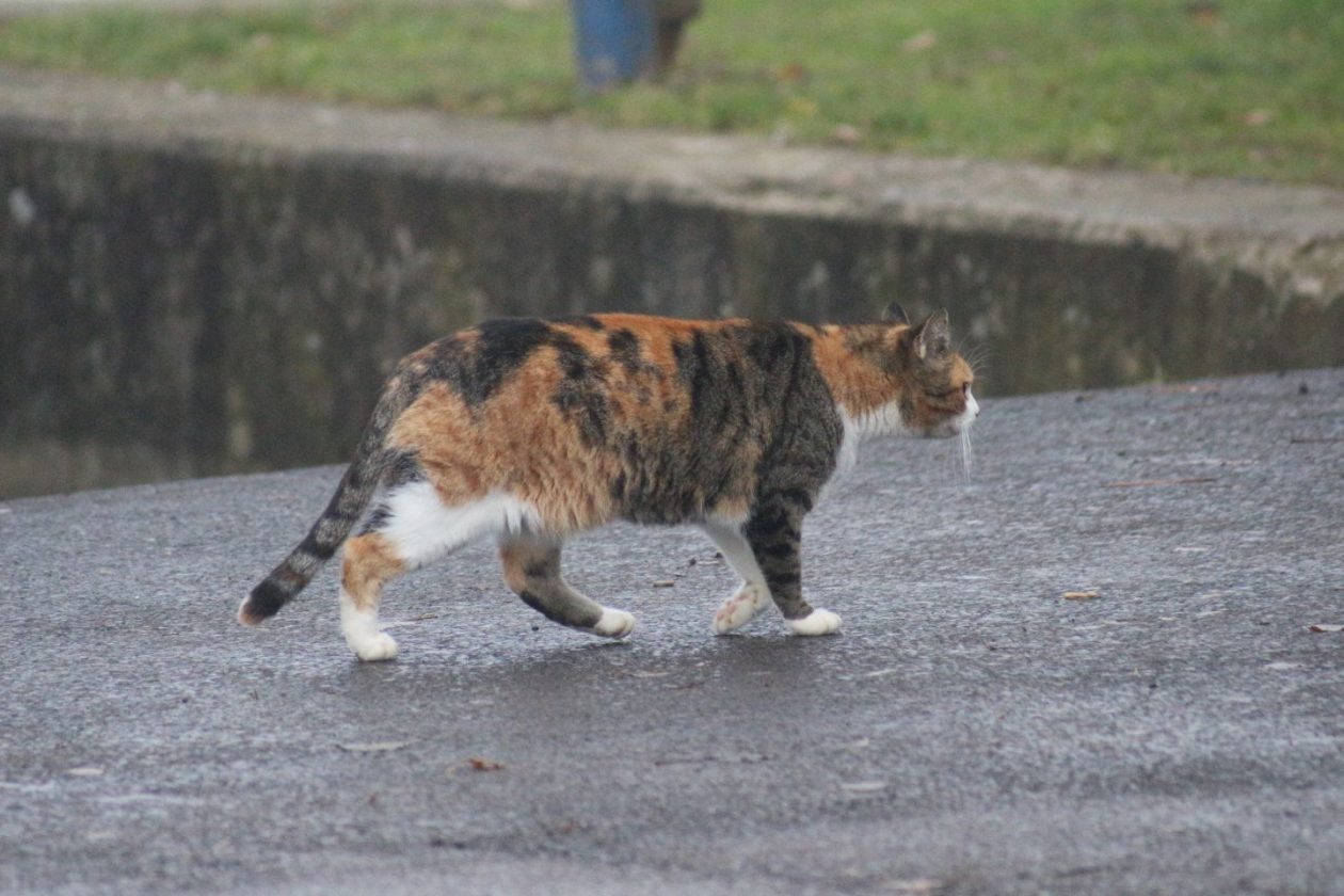 Klikom po Marini 7.12 (14)