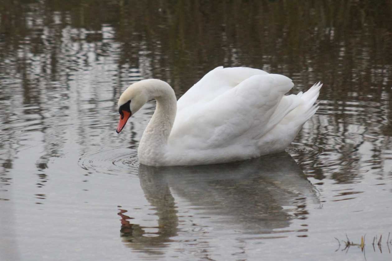 Klikom po Marini 7.12 (2)