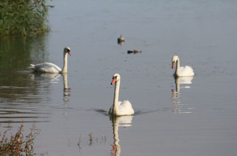 Klikom po Marini 7.9 (36)