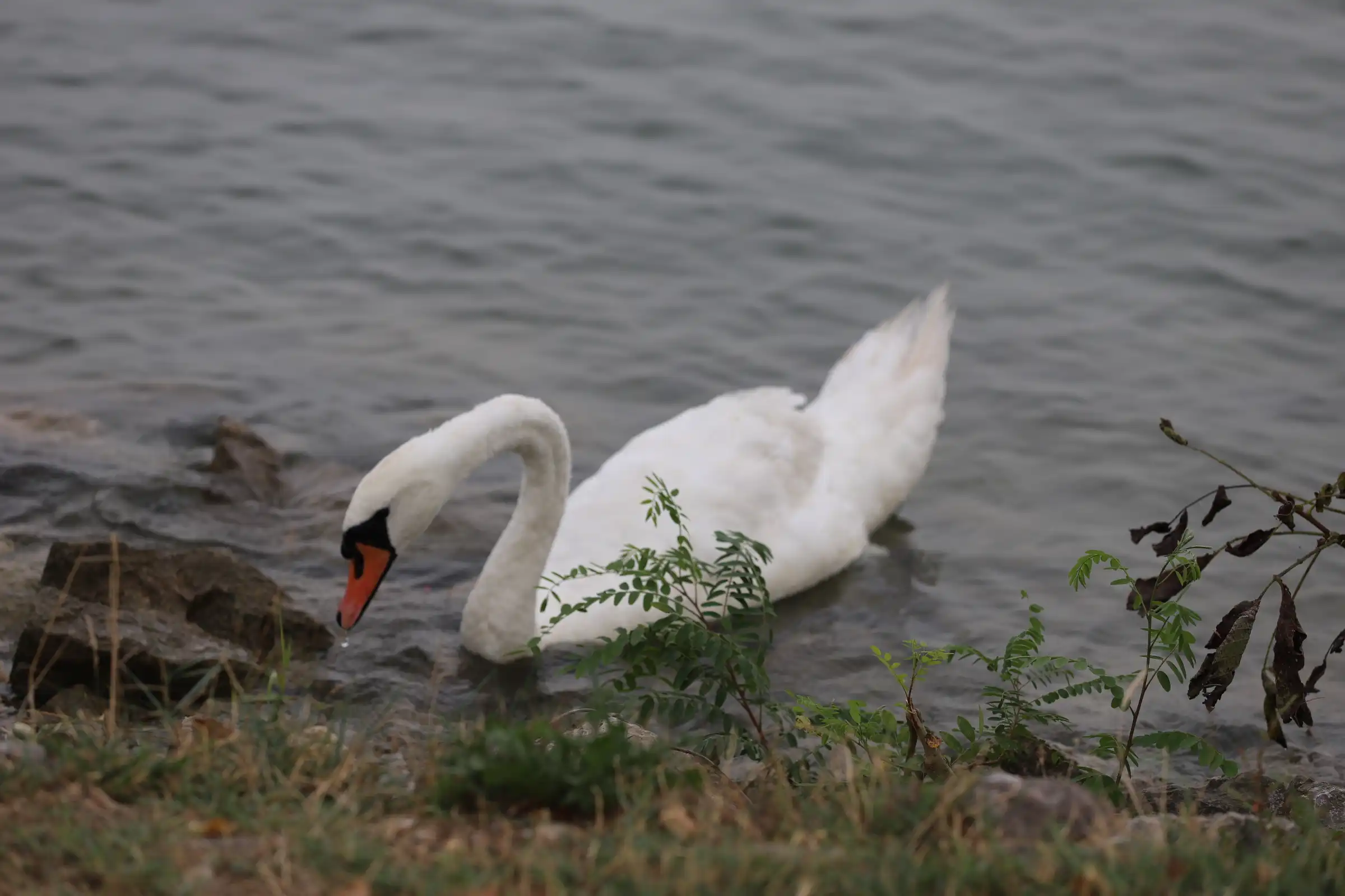 Klikom po Marini 8.9.2024. (32) Klikom po Marini 8.9.2024. (32)