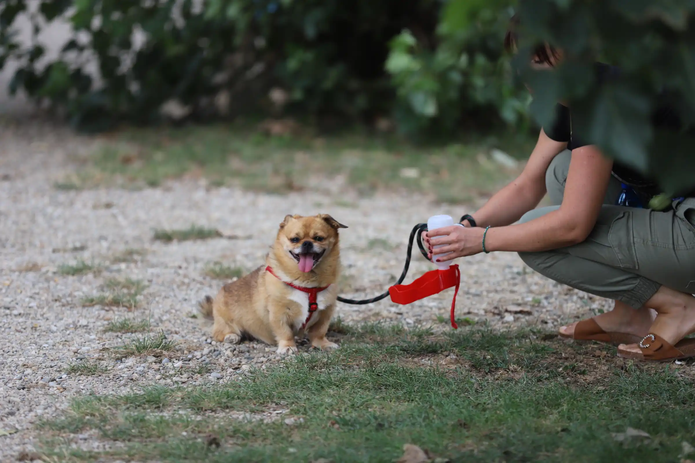 Klikom po Marini 8.9.2024. (34) pasje vrućine Klikom po Marini 8.9.2024. (34) pasje vrućine