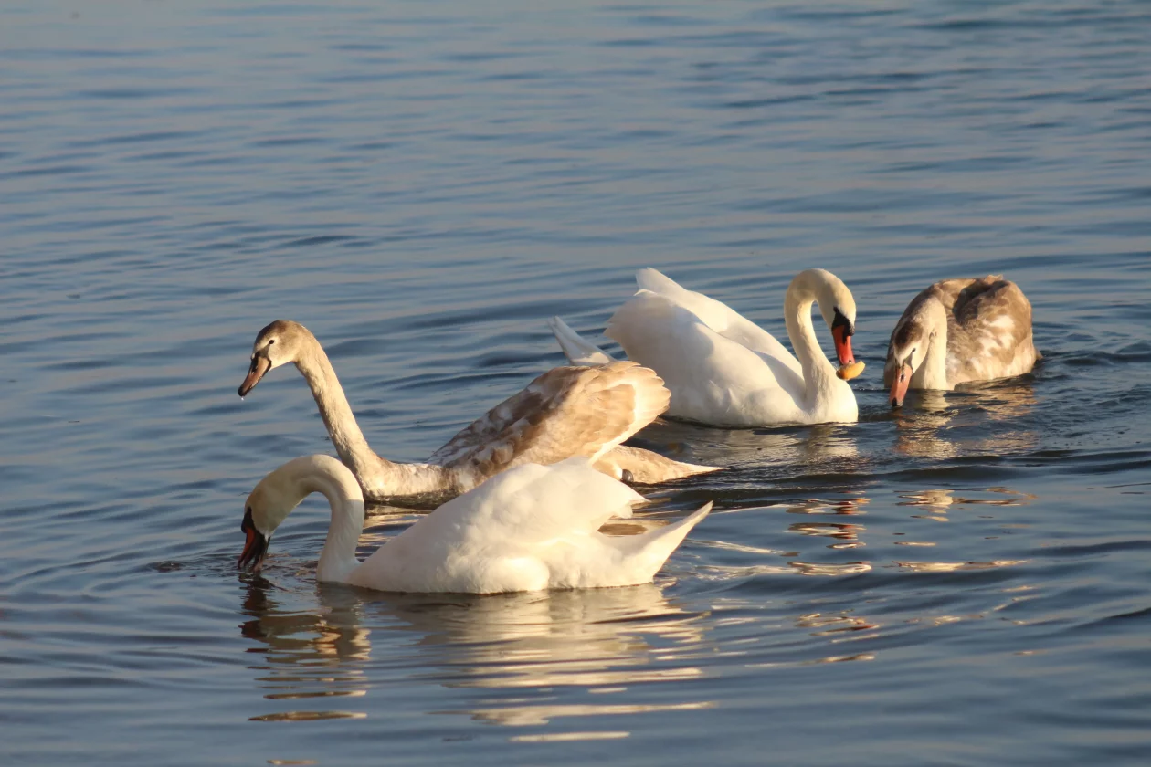 Klikom po Marini 9-11-2025 (25)