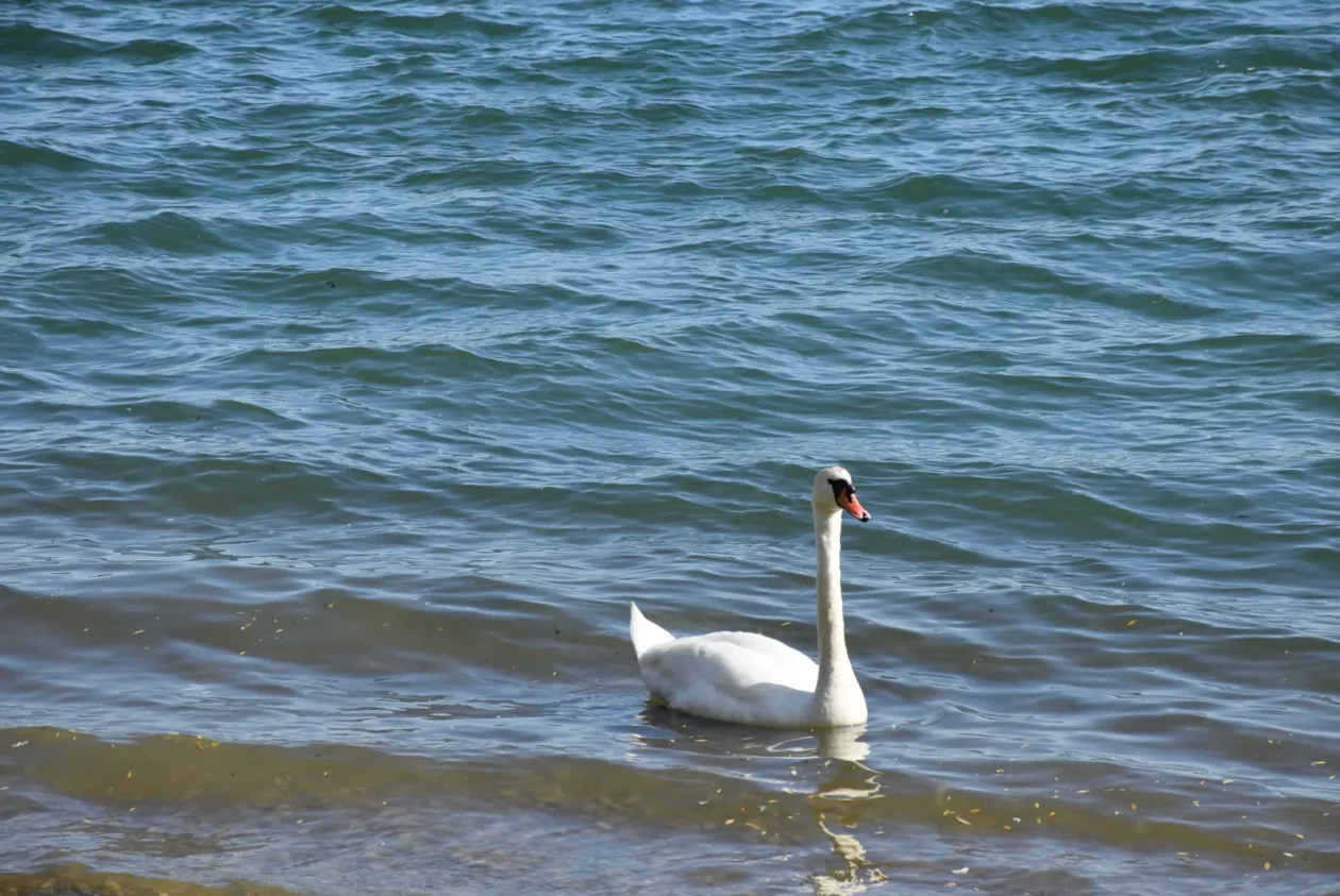 Klikom po Marini, Prelog, Marina, 1.6.2025 (21)