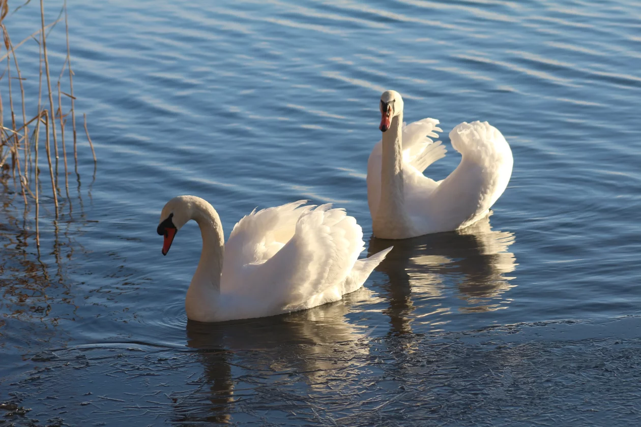 Klikom po marini 11-1-2026 (19)