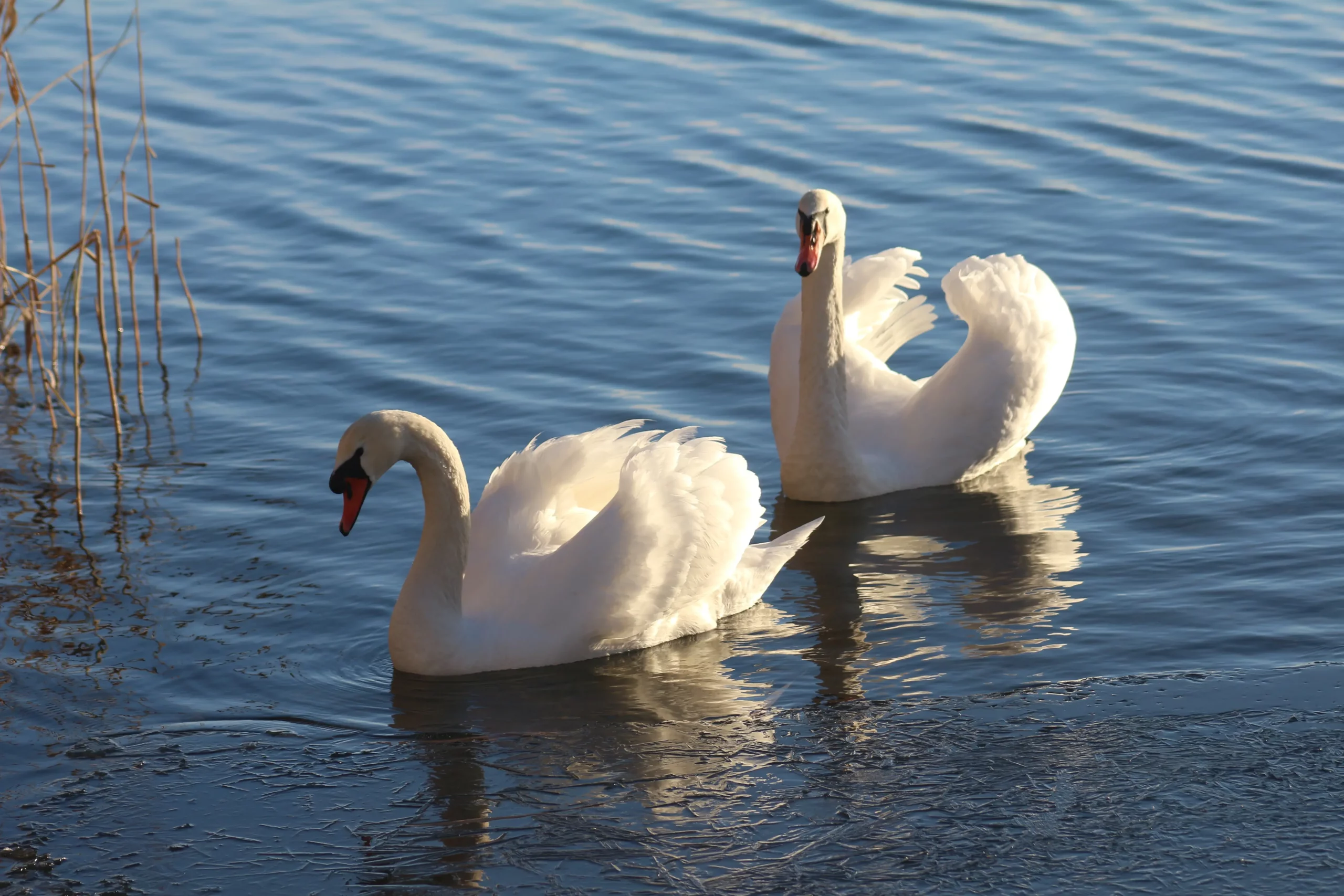 Klikom po marini 11-1-2026 (19)