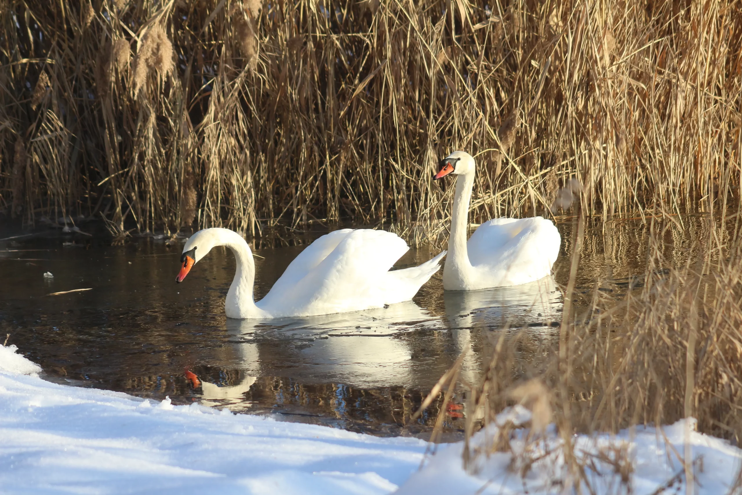 Klikom po marini 11-1-2026 (28)