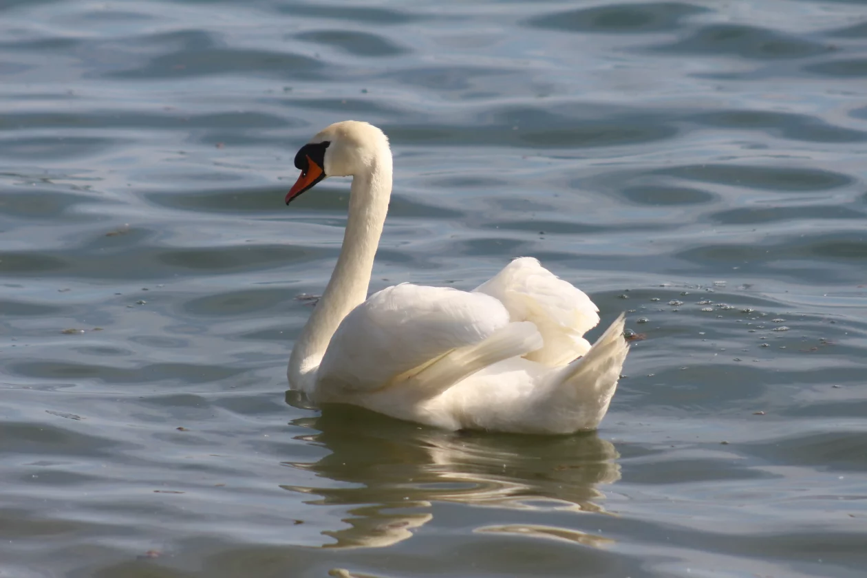 Klikom po marini 19-4-2026 (55)