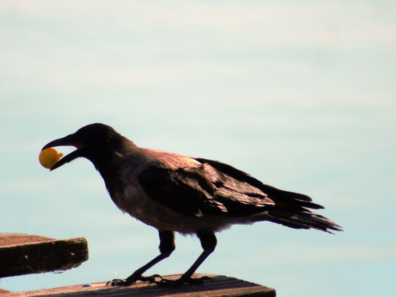 Klikom po marini 20. 7. 2025 (17) Klikom po marini 20. 7. 2025 (17)