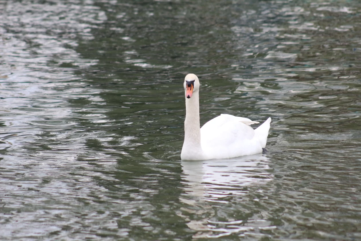 Klikom po marini 22-3-2026 (5) Klikom po marini 22-3-2026 (5)