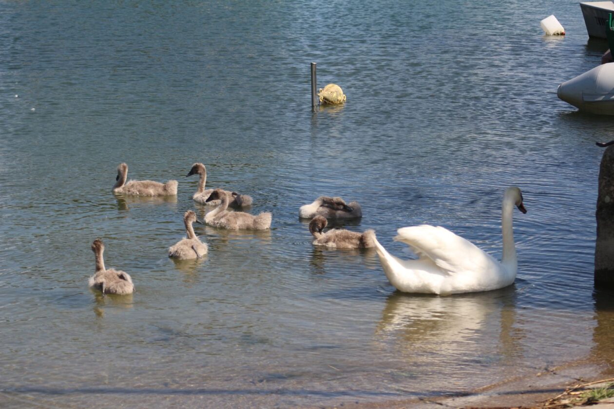 Klikom po marini 2906 2