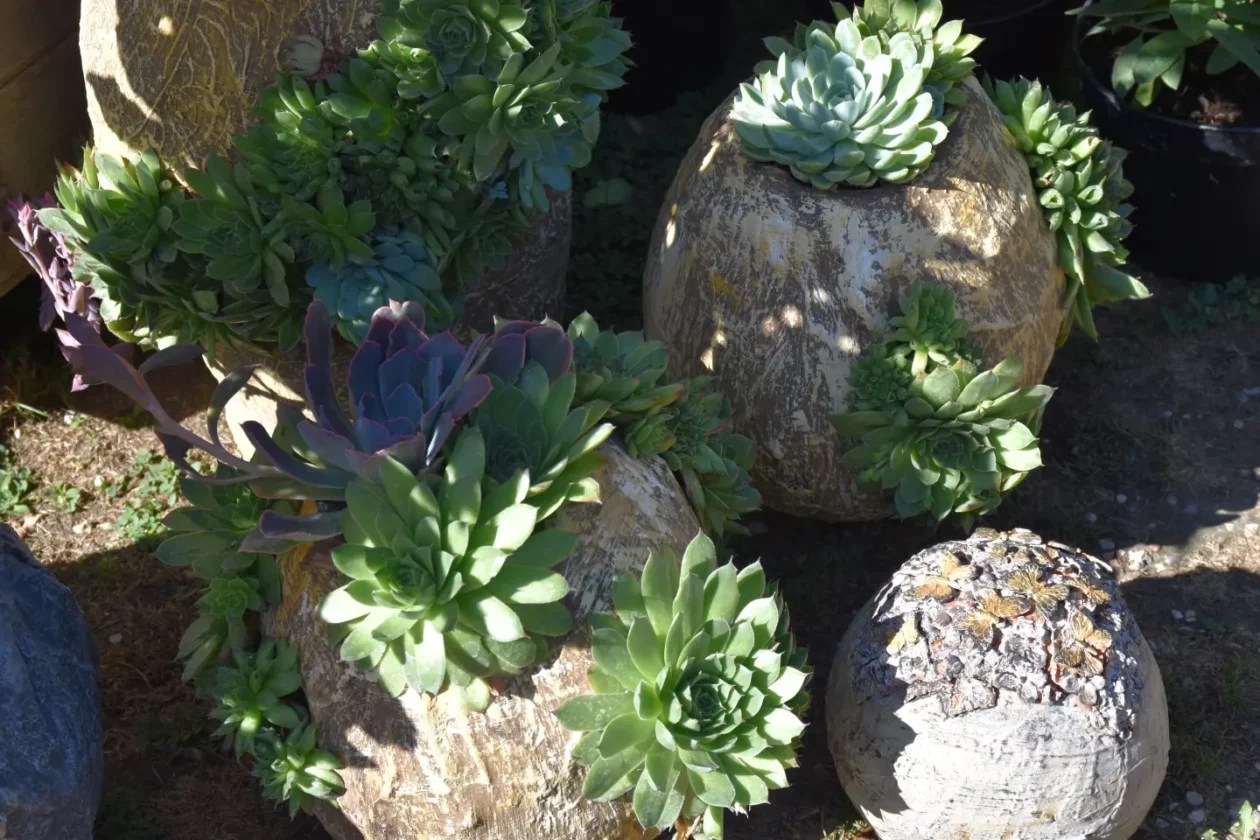 Klikom po proštenju, Porcijunkulovo, 1. dan 30.7.2025 (6)