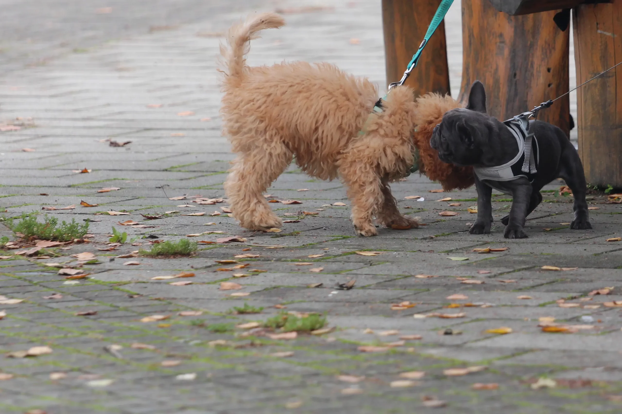 Klikom uz Muru, 13.10 (9) Klikom uz Muru, 13.10 (9)