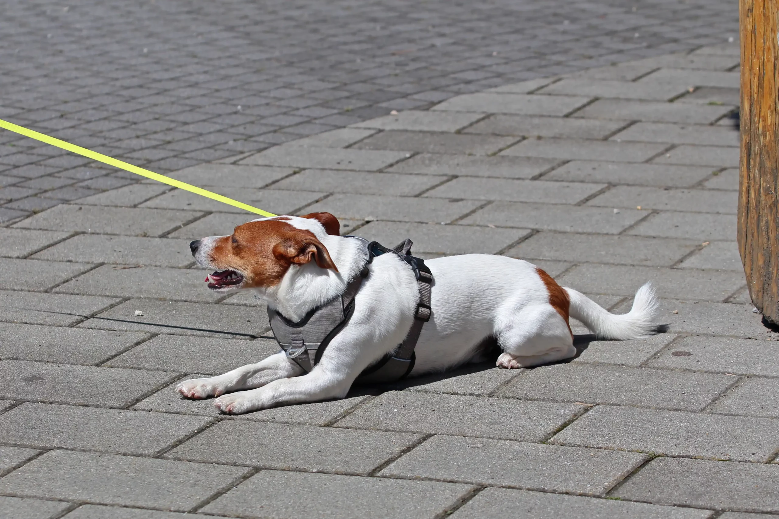 Pas na uzici Pas na uzici