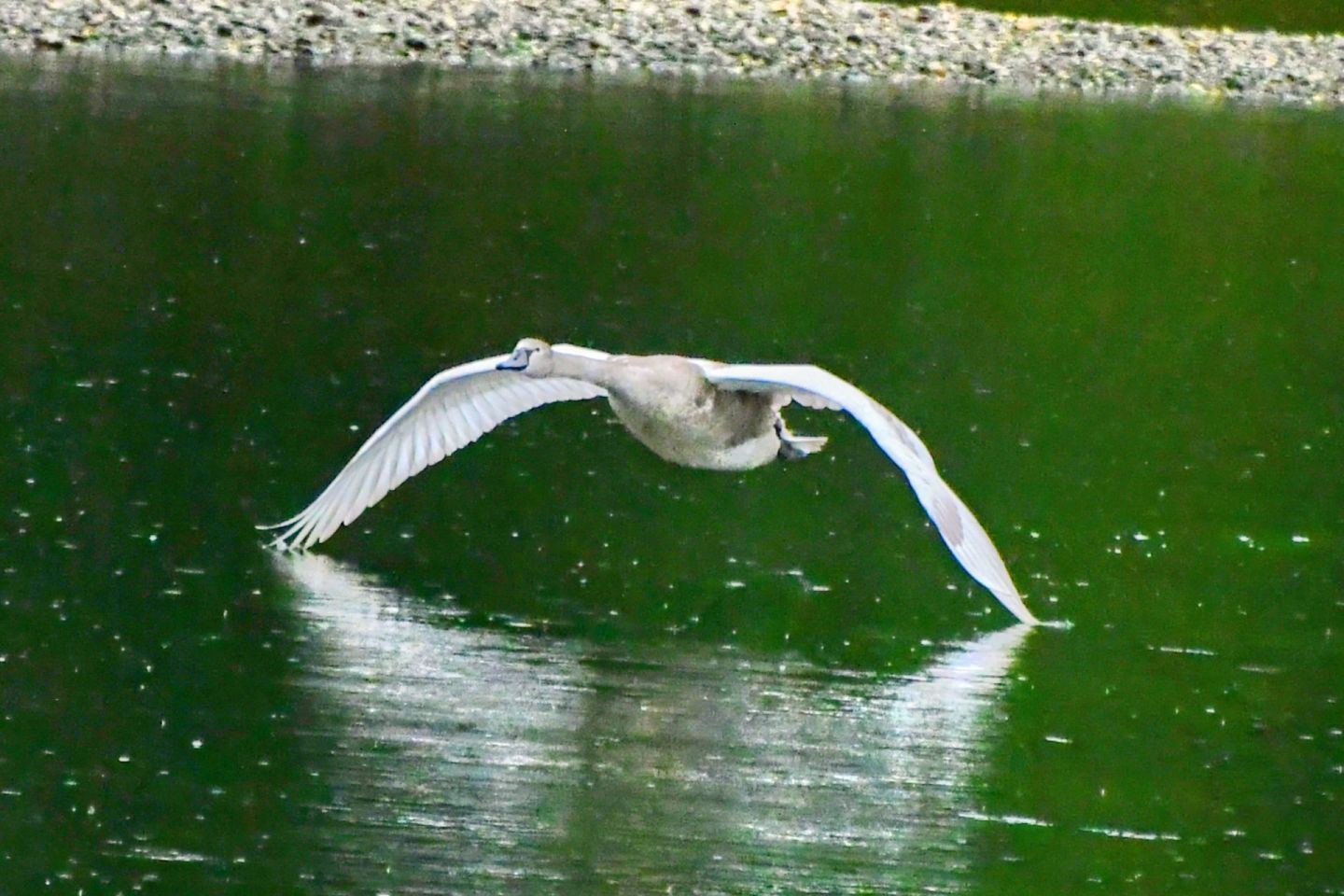 Klikom uz Muru 5.10 (10)