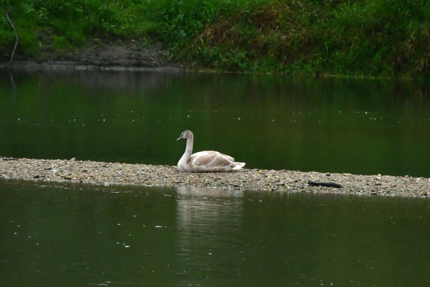 Klikom uz Muru 5.10 (3)